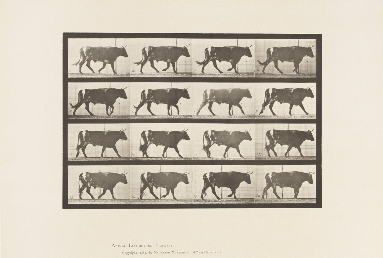 Plaat 669. Os; Lopend door Eadweard Muybridge