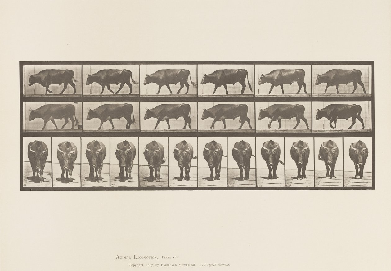 Plaat 670. Os; Lopen door Eadweard Muybridge