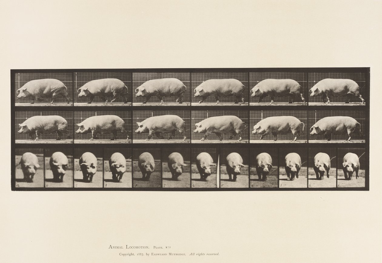 Plaat 673. Zeug; Lopen door Eadweard Muybridge