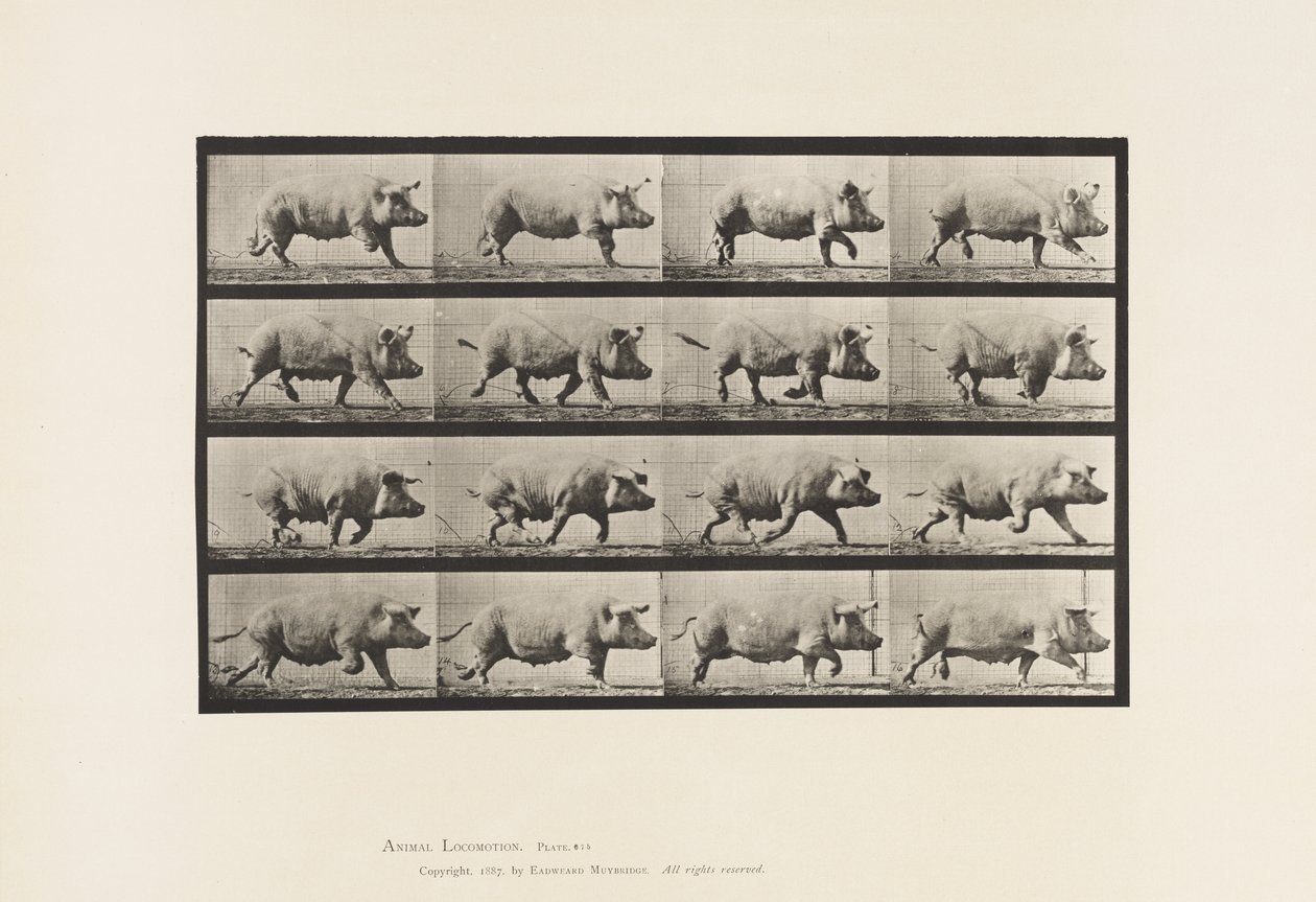 Plaat 675. Zeug; Dravend door Eadweard Muybridge