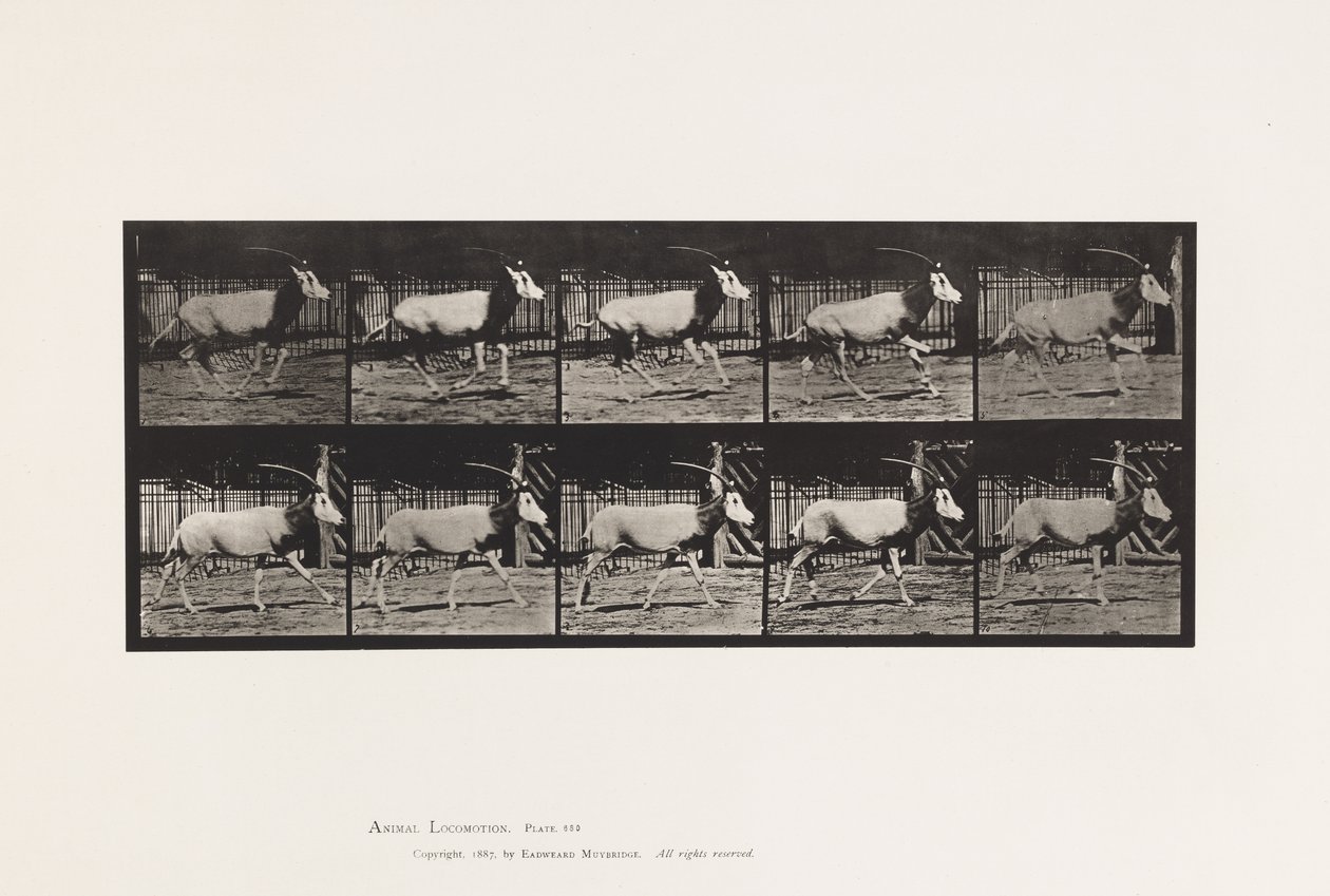 Plaat 680. Oryx; Galopperen door Eadweard Muybridge