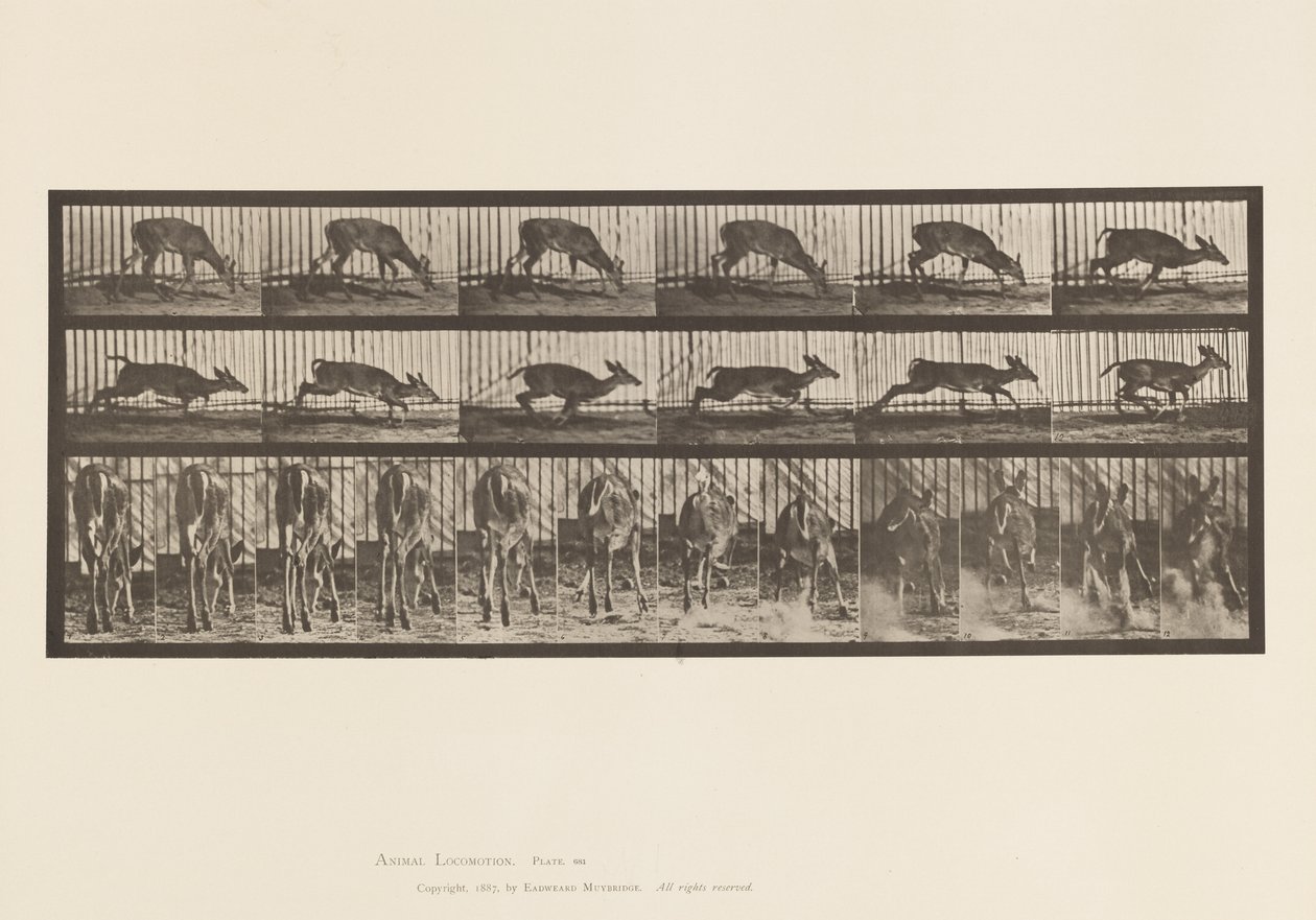 Plaat 681. Virginia Hert; (Zonder Gewei) Bok Lopend door Eadweard Muybridge