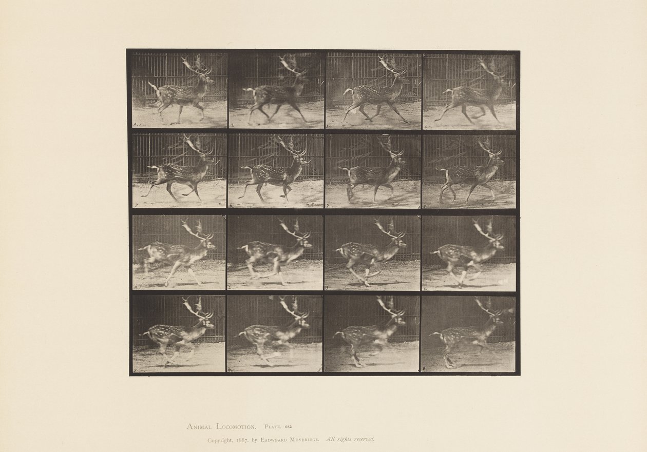 Plaat 682. Damhert; Bok; A, Draven; B, Galloperen door Eadweard Muybridge