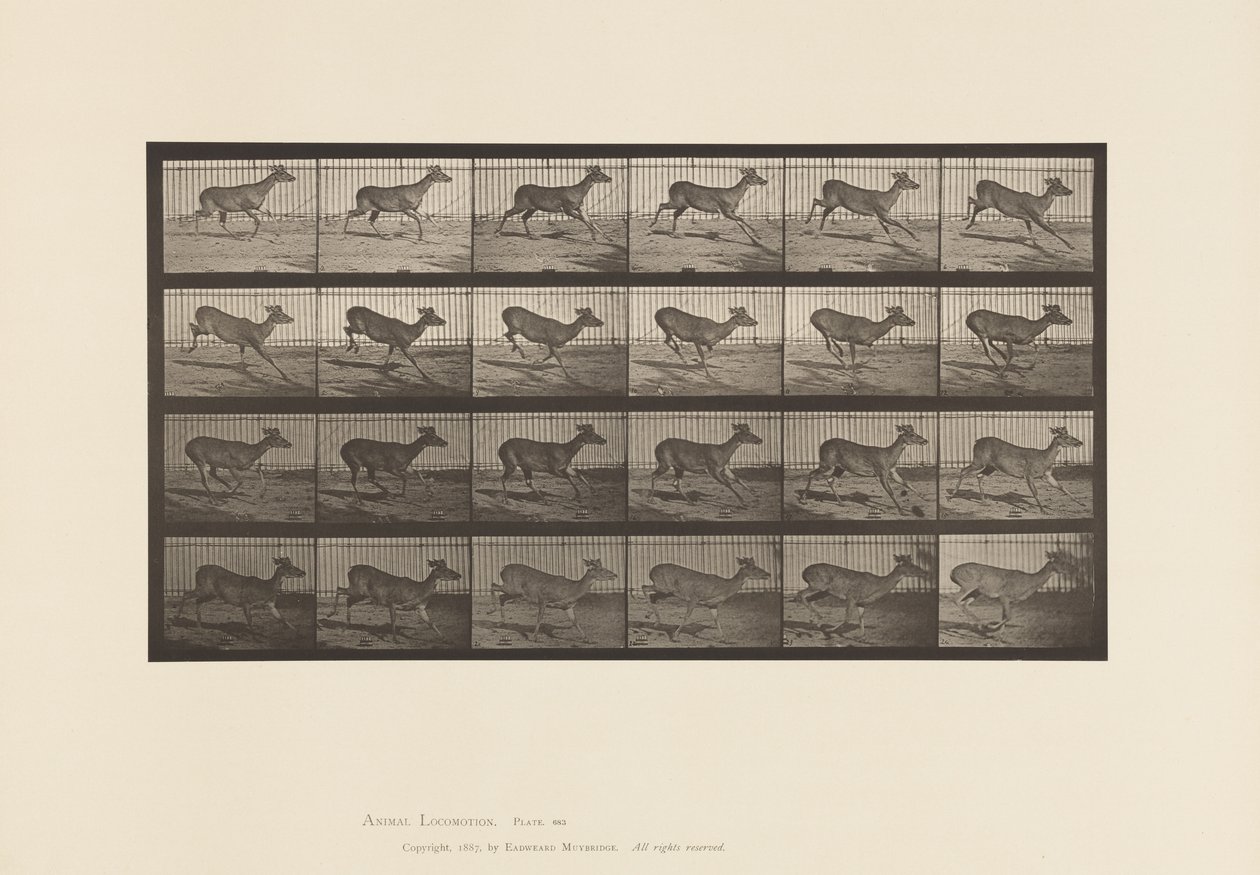 Plaat 683. Virginia hert; (Zonder gewei); Bok; Galloperen door Eadweard Muybridge