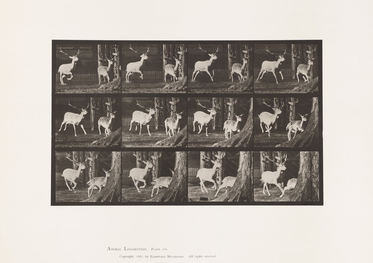 Plaat 686. Damhert; Bok en hinde; Galopperend door Eadweard Muybridge