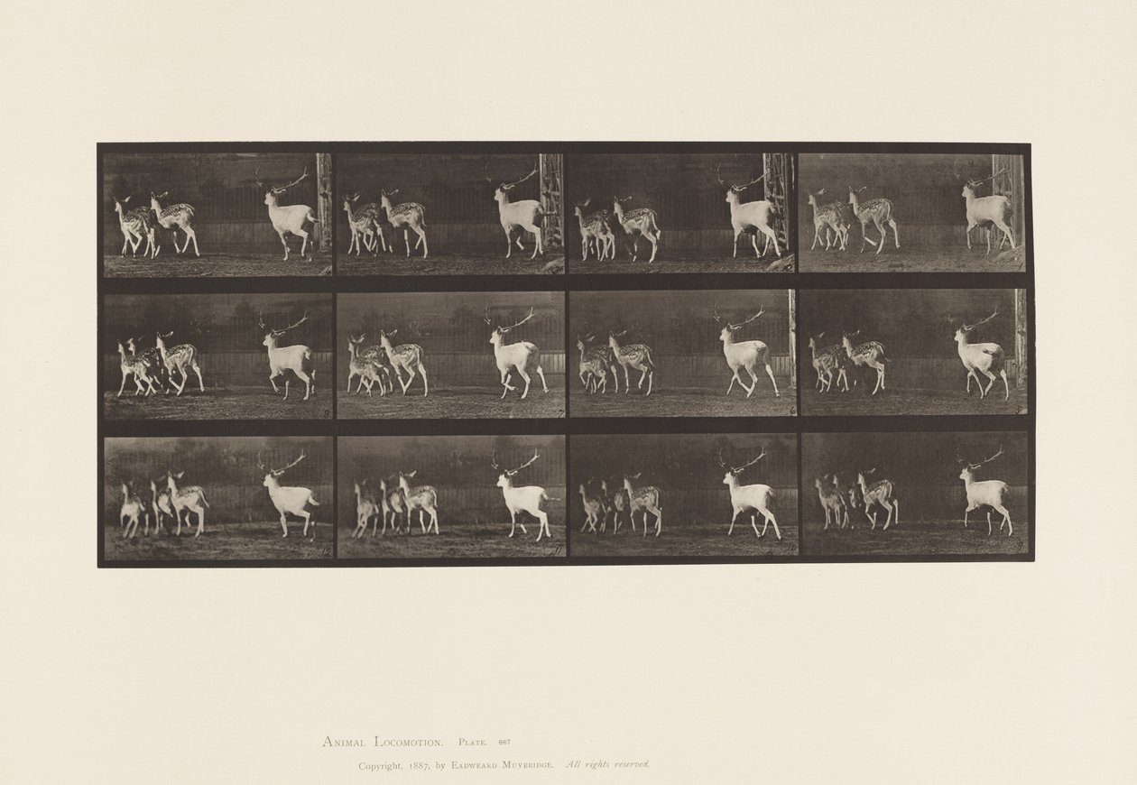 Plaat 687. Damhert; Bok en groep hinden; Galopperend door Eadweard Muybridge
