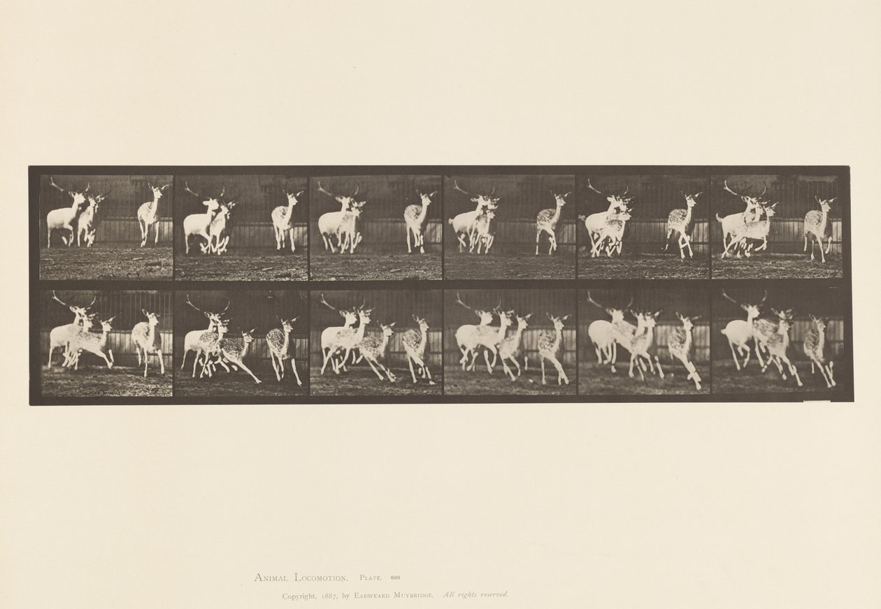 Plaat 688. Damhert; Bok en Groep Hinden; Galopperend door Eadweard Muybridge