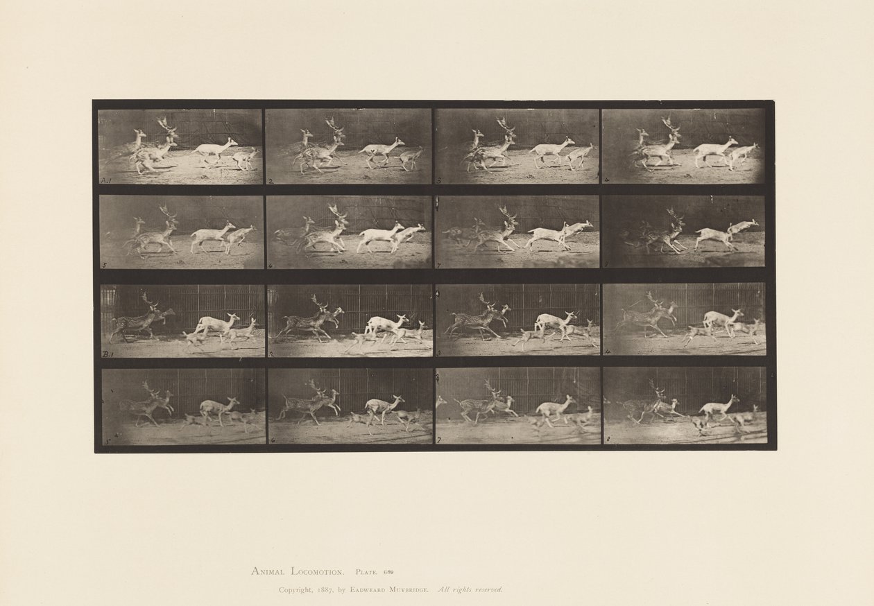 Plaat 689. Damhert; A, B, Bok en Groep Hindes; Galopperen door Eadweard Muybridge