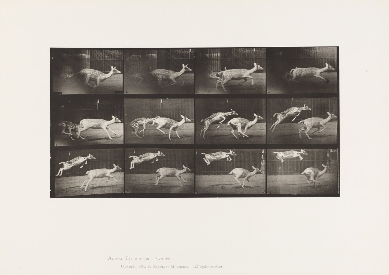 Plaat 691. Damhert; Hinde; Galopperen; en Kid; Springen door Eadweard Muybridge
