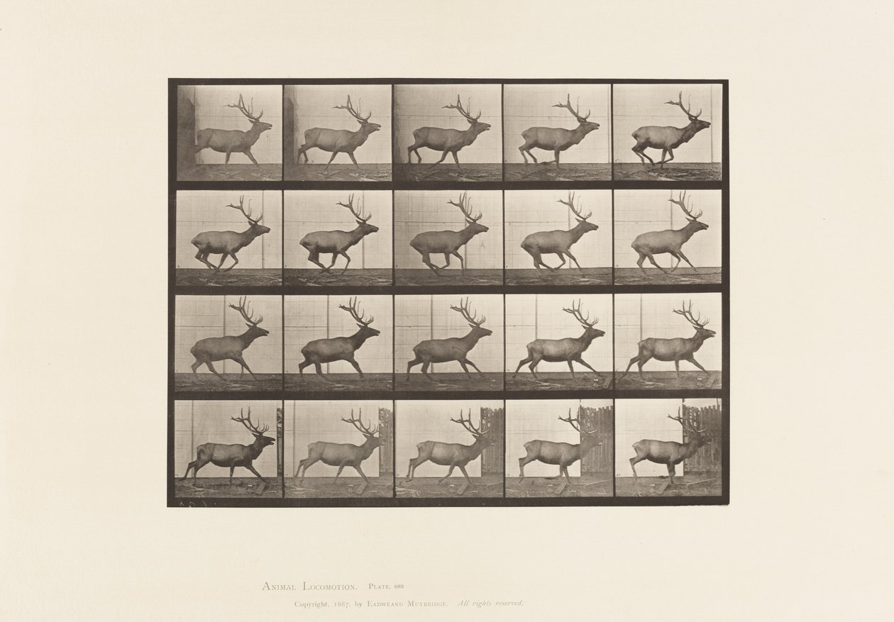 Plaat 693. Eland, galopperend door Eadweard Muybridge