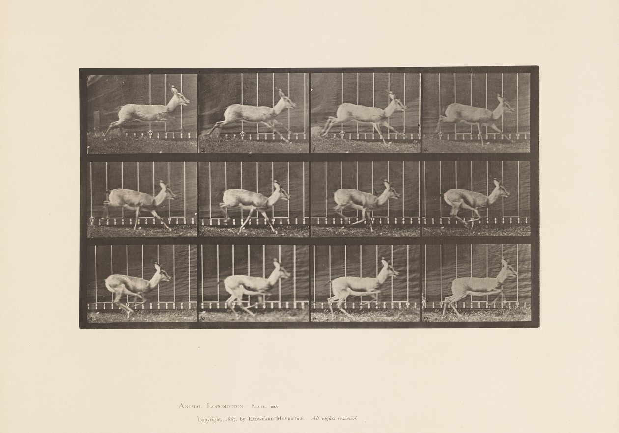 Plaat 698. Antilope; Galopperen door Eadweard Muybridge