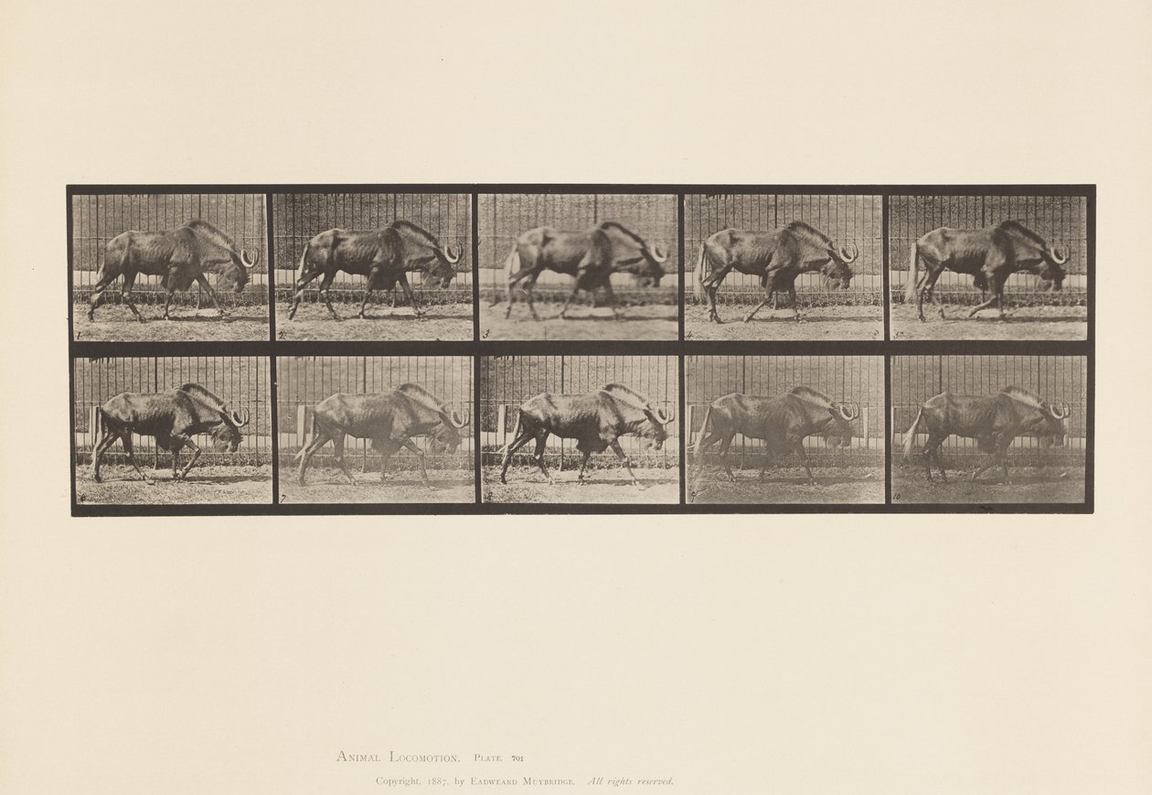 Plaat 701. Gnoe; Wandelen door Eadweard Muybridge