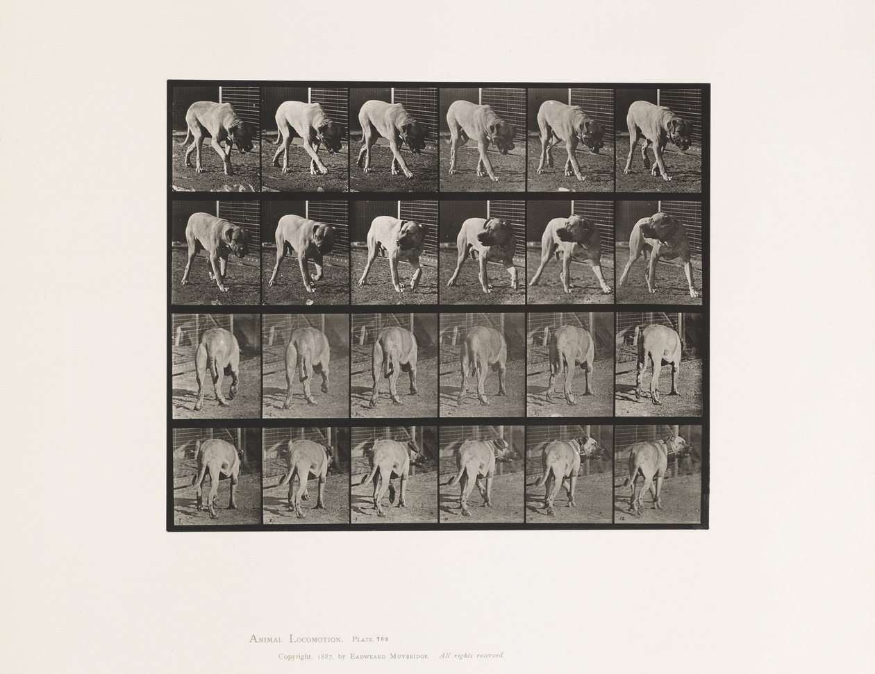 Plaat 703. Hond; Lopen; Onderbroken Mastiff-Dread door Eadweard Muybridge