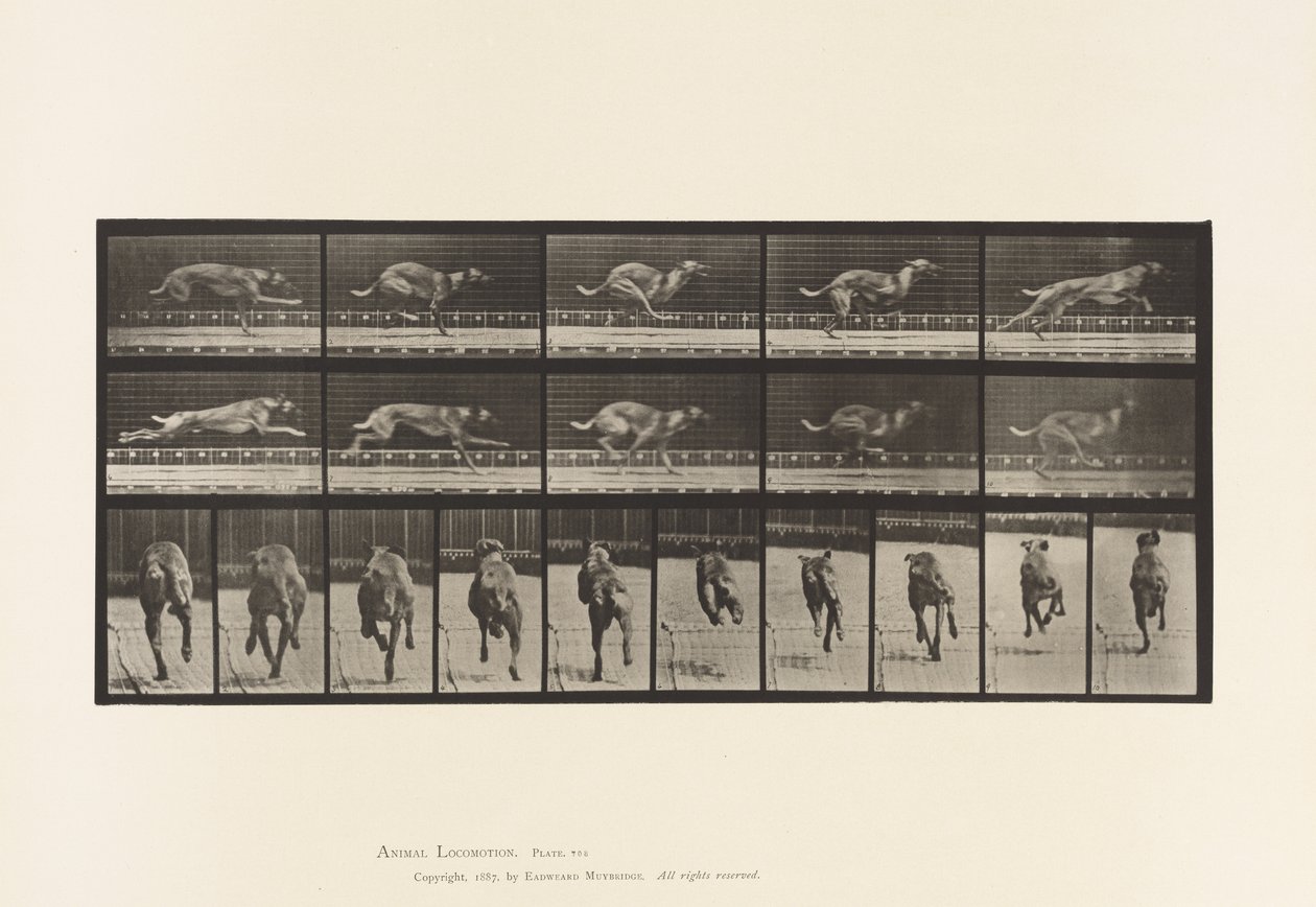 Plaat 708. Hond; Galopperen; Bruine Renhond door Eadweard Muybridge