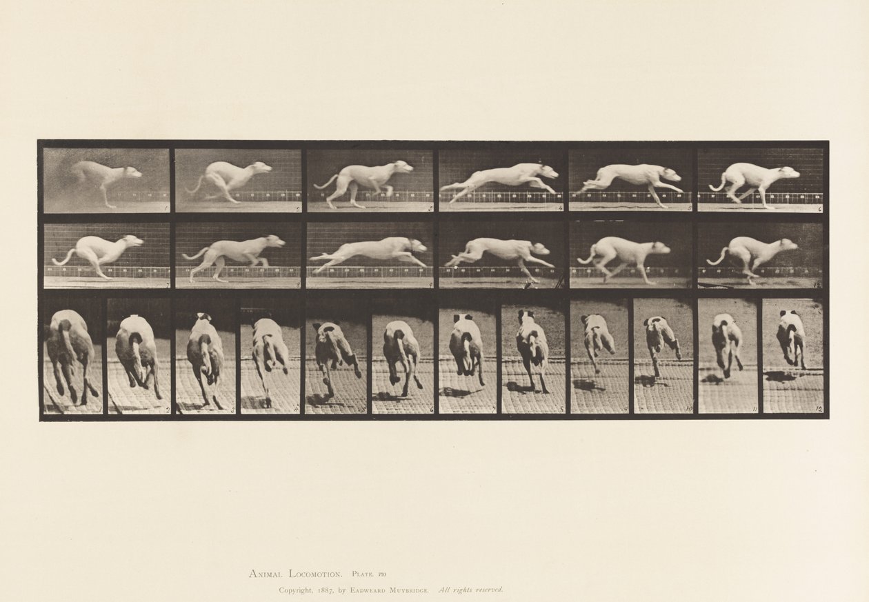 Plaat 710. Hond; Galopperen; Witte Renhond Maggie door Eadweard Muybridge
