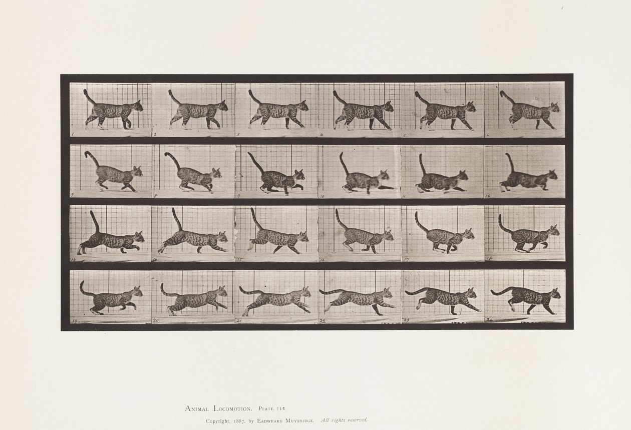 Plaat 716. Kat; Wandelen, Overgang naar Galopperen door Eadweard Muybridge