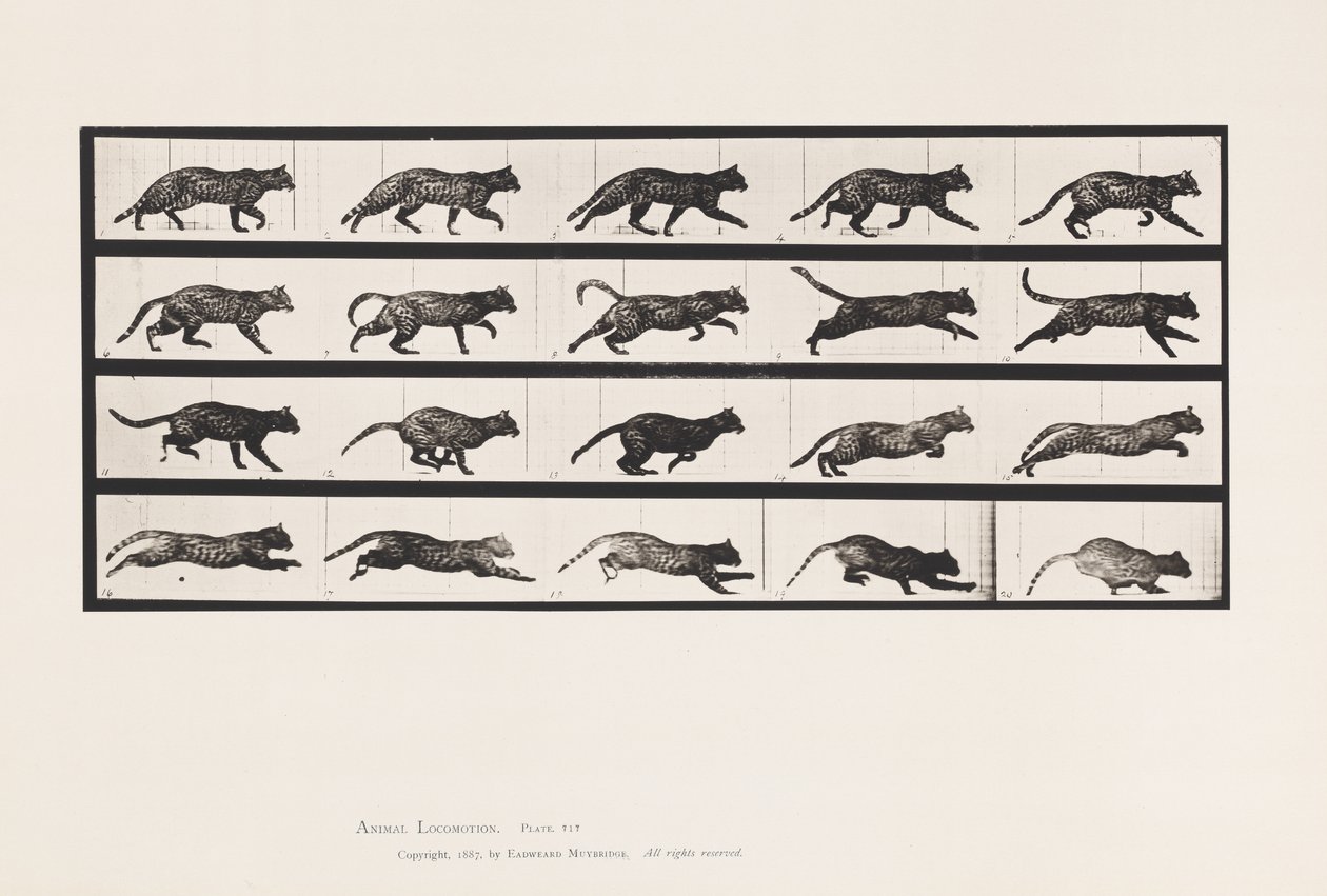 Plaat 717. Kat; Draven; Overgang naar Galopperen door Eadweard Muybridge