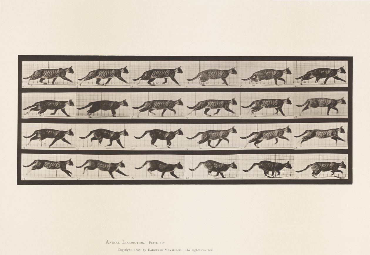 Plaat 718. Kat; Dravend; Overgang naar galopperen door Eadweard Muybridge