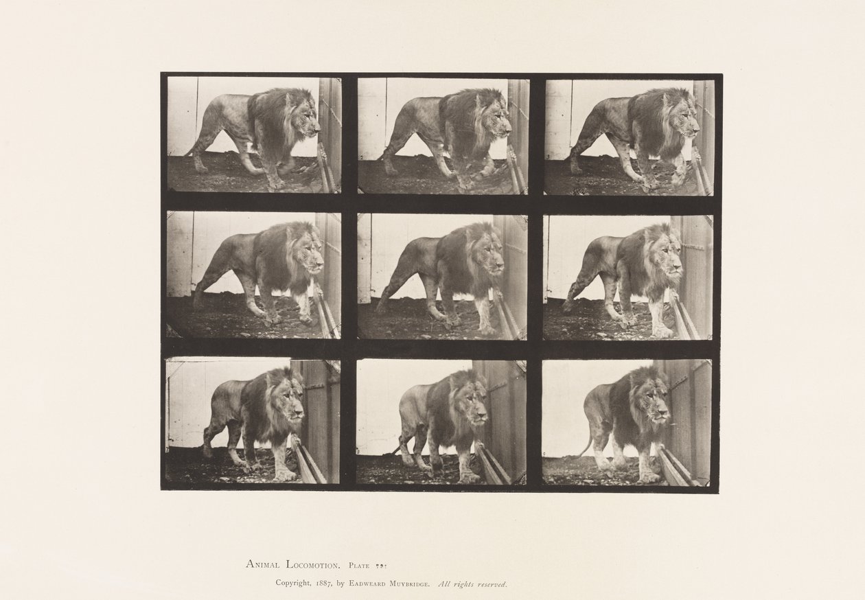 Plaat 721. Leeuw; Wandelen door Eadweard Muybridge