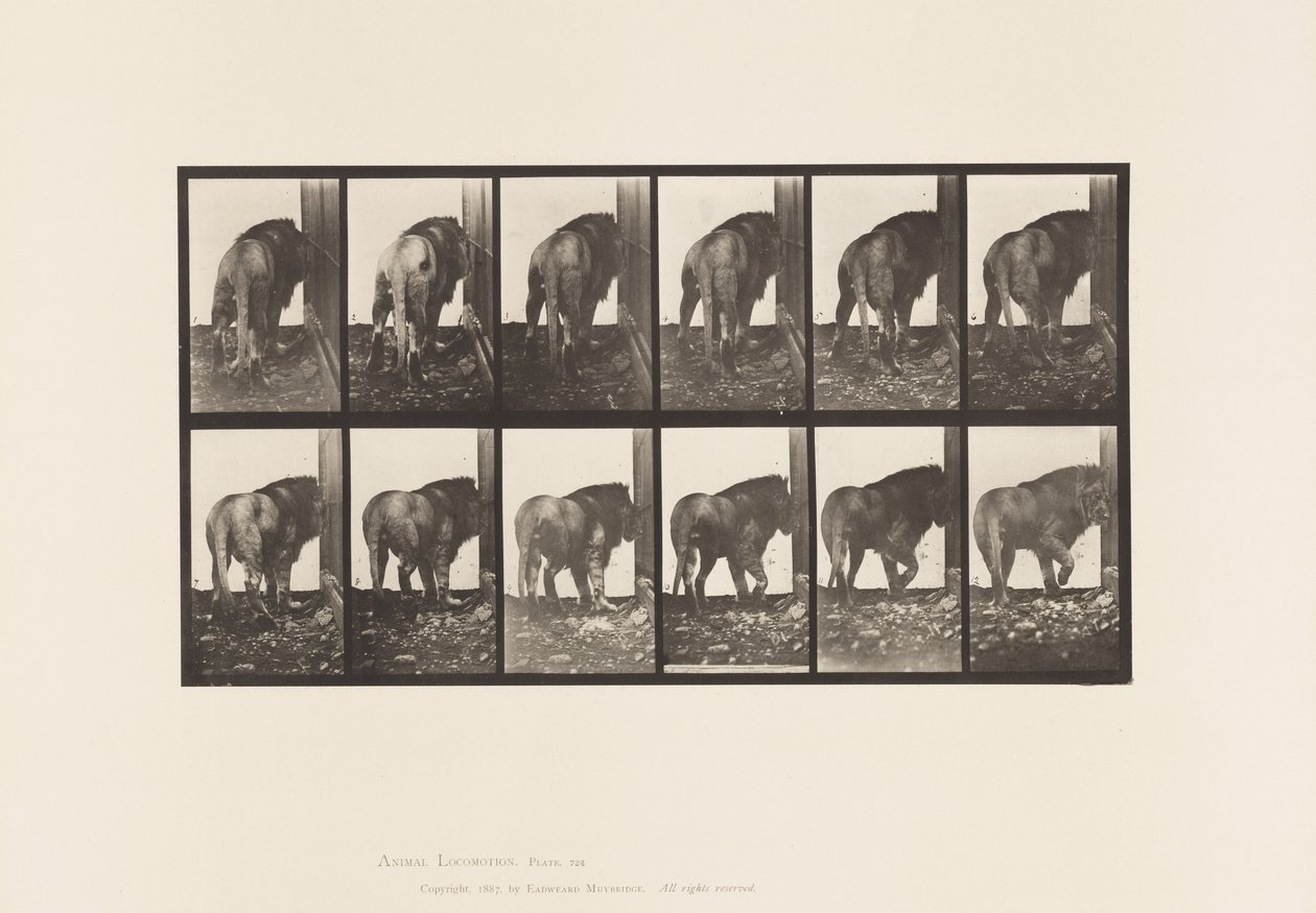 Plaat 724. Leeuw; Lopen, Omkeren door Eadweard Muybridge