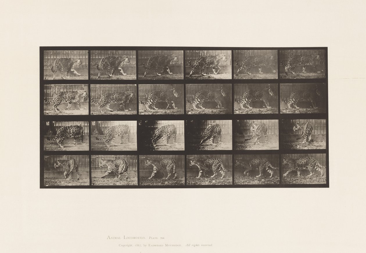 Plaat 731. Jaguar; A, Wandelen; B, Omkeren door Eadweard Muybridge