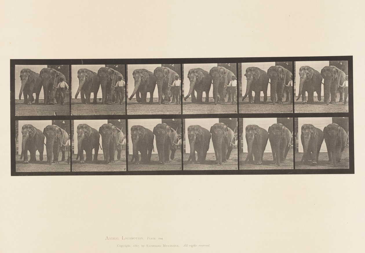 Plaat 734. Olifanten; Twee, lopend door Eadweard Muybridge