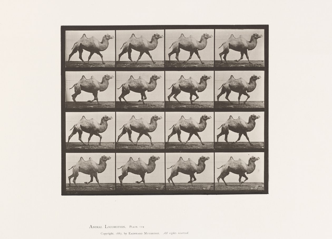Plaat 738. Bactrische kameel; Rijden door Eadweard Muybridge