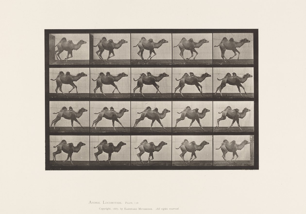 Plaat 740. Bactrische kameel; (Jong), Galloperen door Eadweard Muybridge