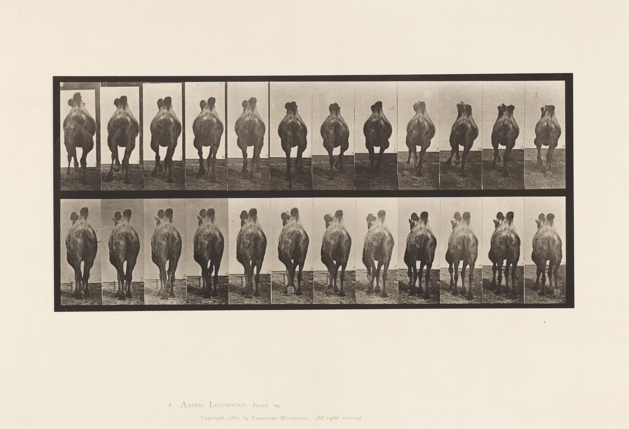 Plaat 741. Bactrische Kameel; A, Lopen; B, Draf door Eadweard Muybridge