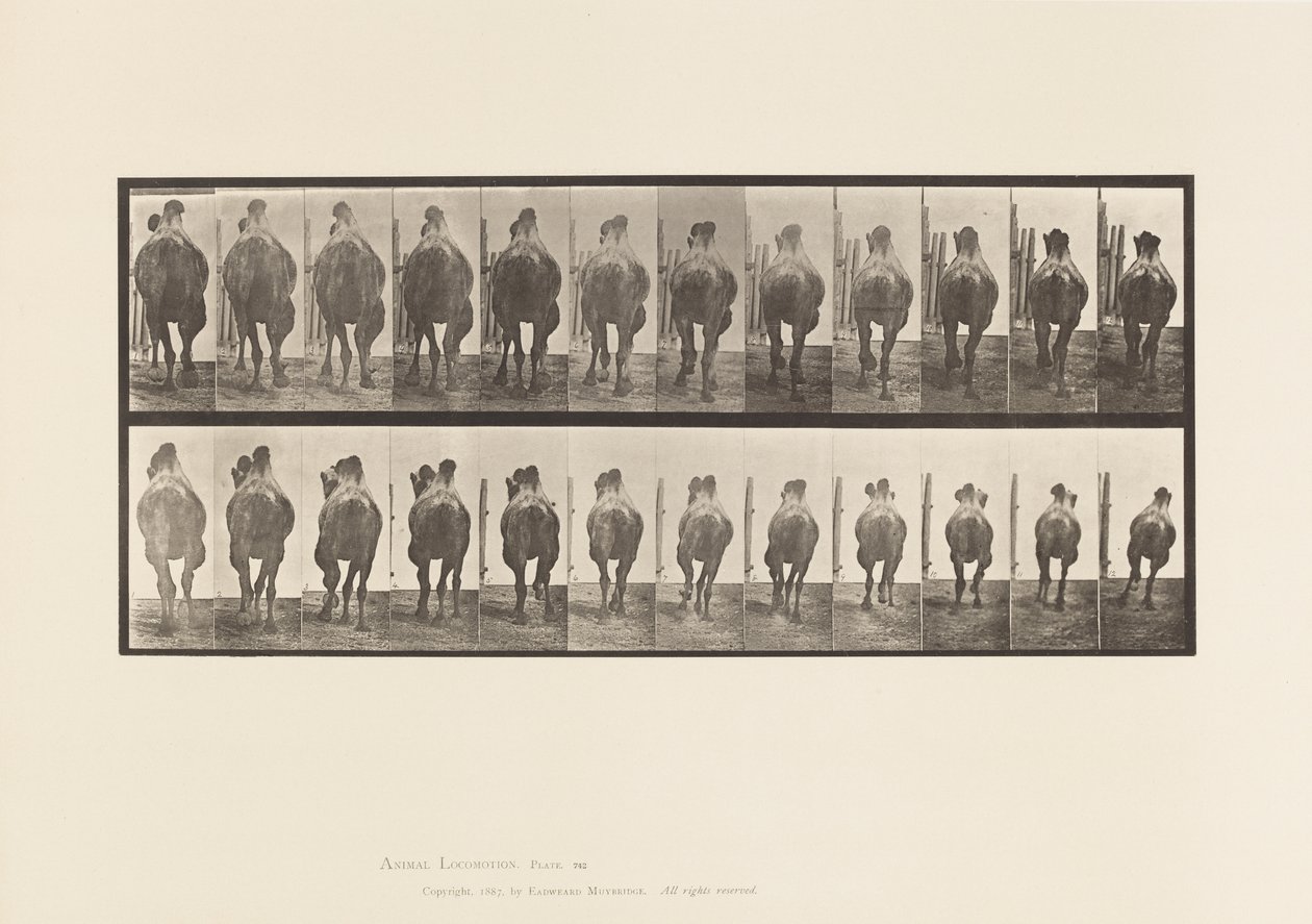 Plaat 742. Bactrische Kameel; A, Draf; B, Galopperen door Eadweard Muybridge