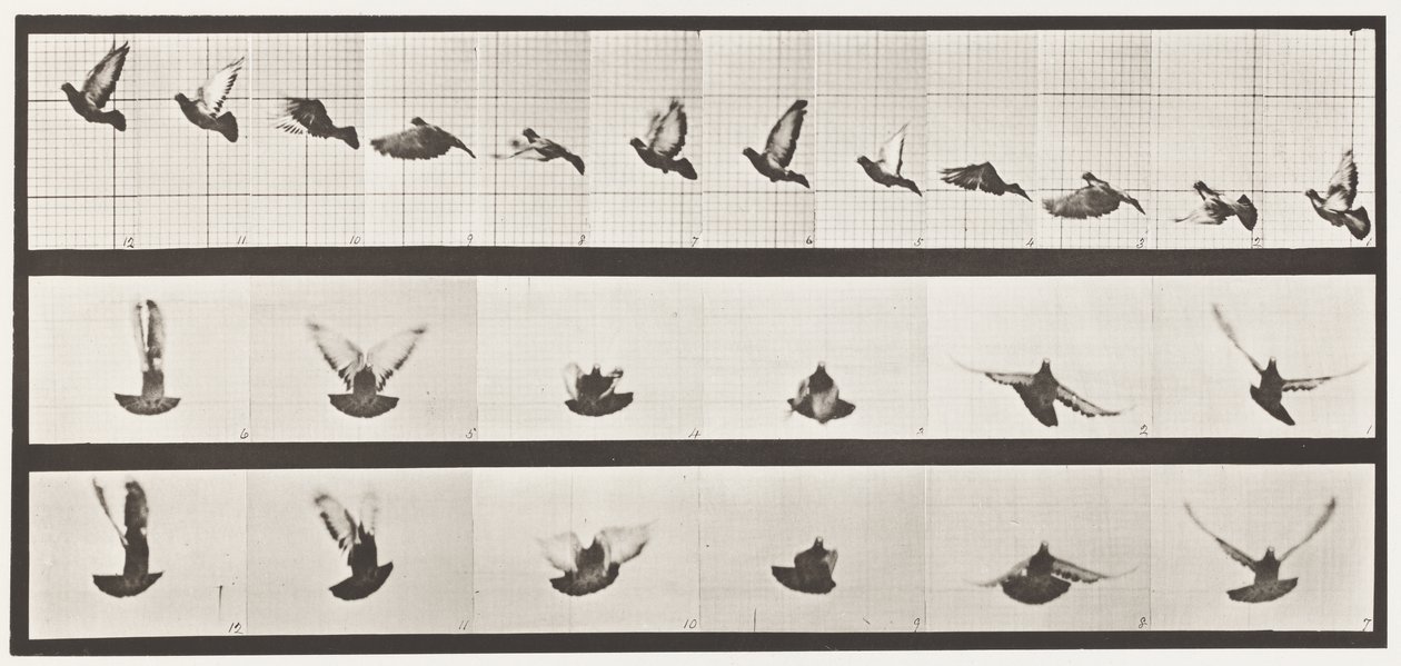 Plaat 755. Duif; Vliegend door Eadweard Muybridge