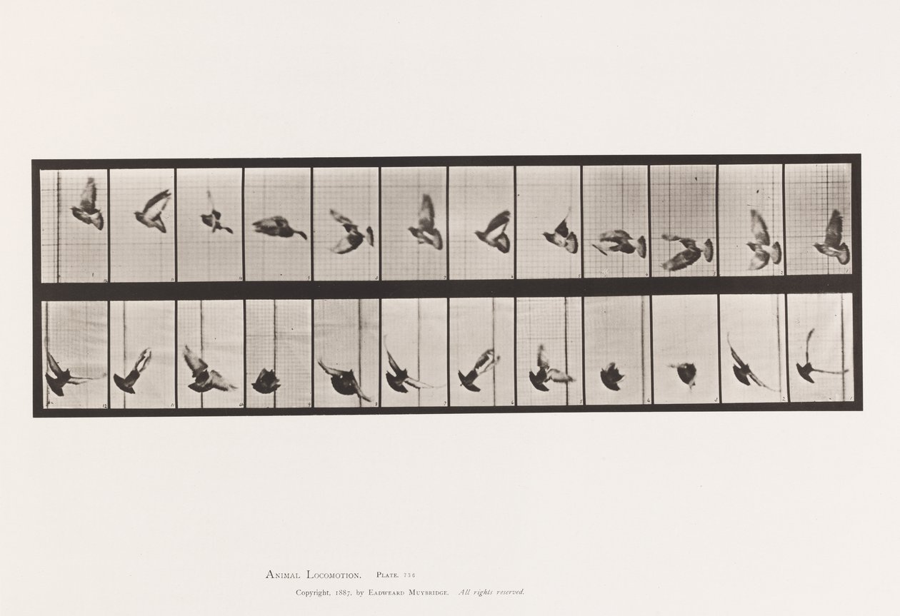 Plaat 756. Duif; Vliegend door Eadweard Muybridge