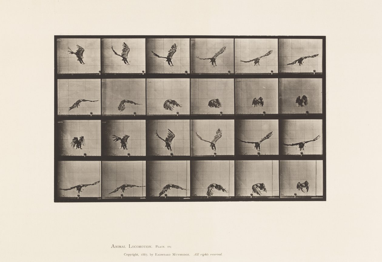 Plaat 771. Amerikaanse adelaar; Vliegend dicht bij de grond door Eadweard Muybridge
