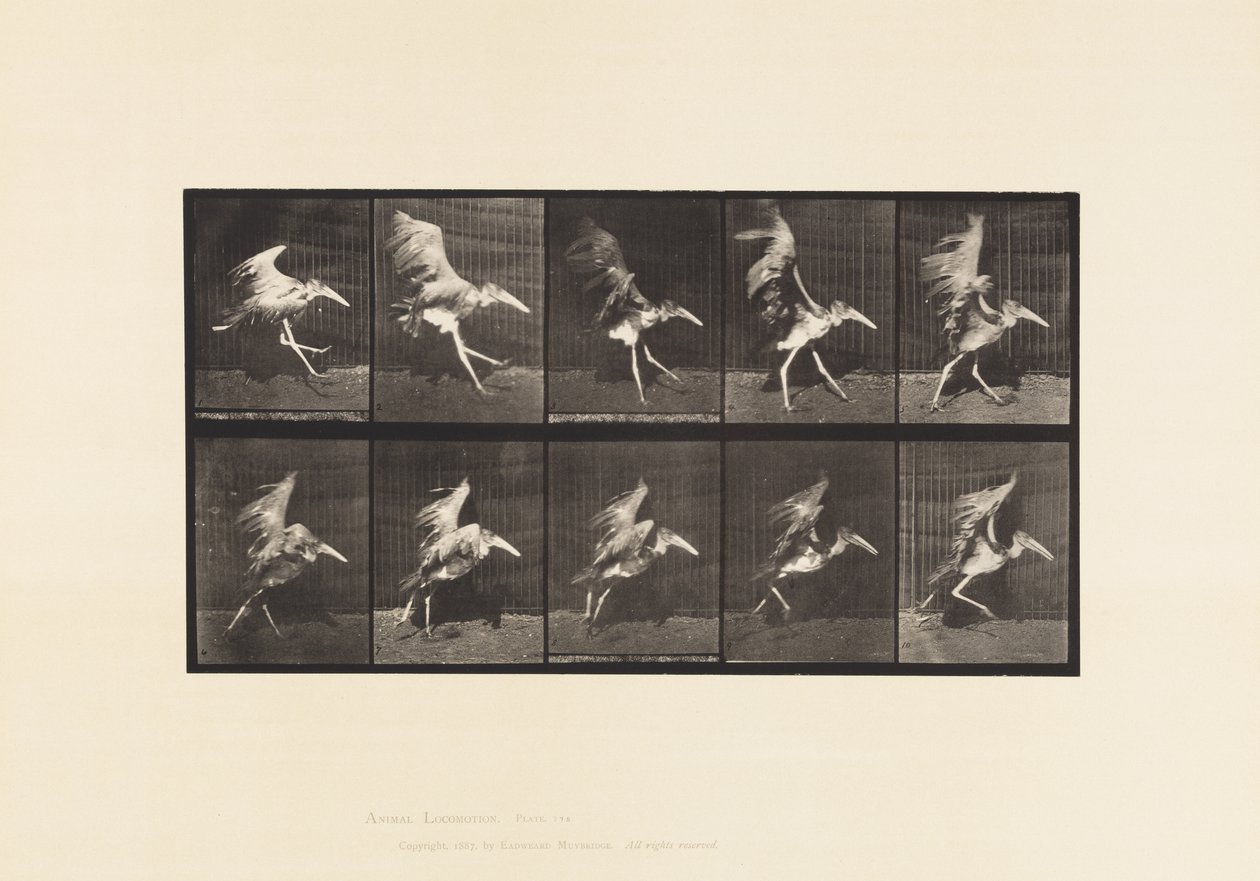 Plaat 775. Adjudant; Vliegende Run door Eadweard Muybridge