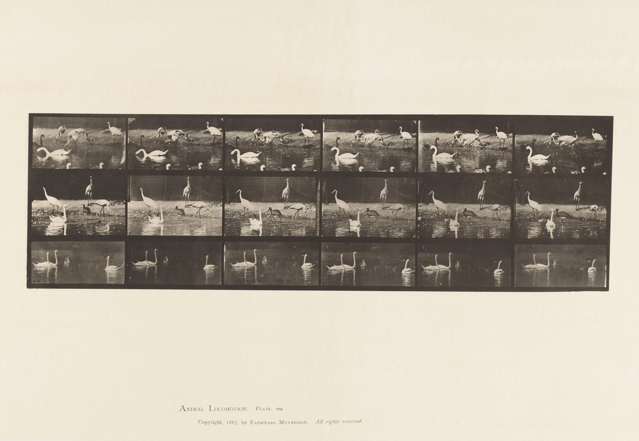 Plaat 776. Ooievaars; Zwanen, enz., A, B, C door Eadweard Muybridge