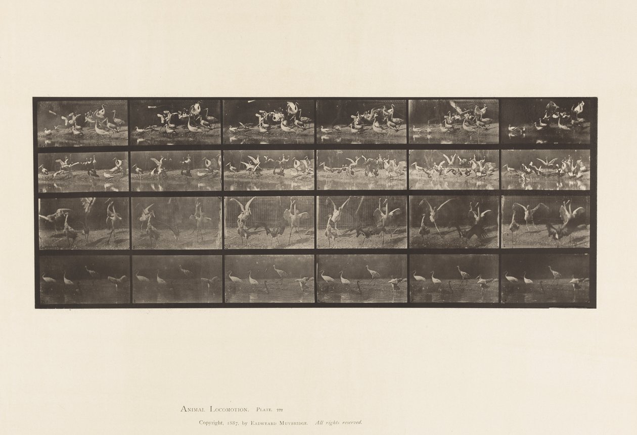 Plaat 777. Ooievaars; etc, A, B, C, D door Eadweard Muybridge