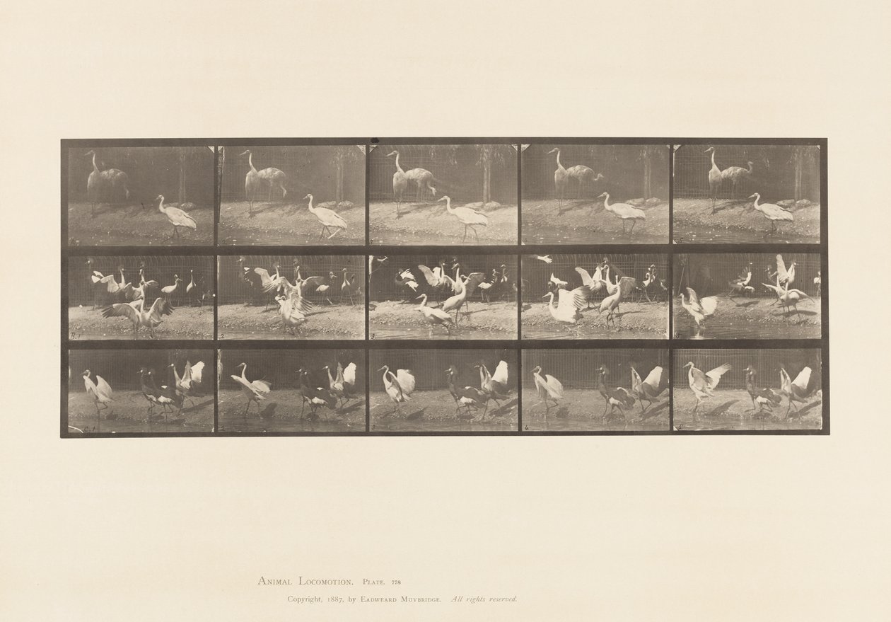 Plaat 778. Ooievaars; enz, A, B, C door Eadweard Muybridge