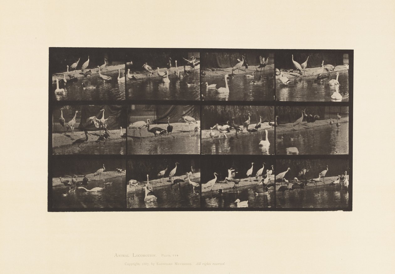 Plaat 779. Ooievaars; Zwanen, enz. door Eadweard Muybridge