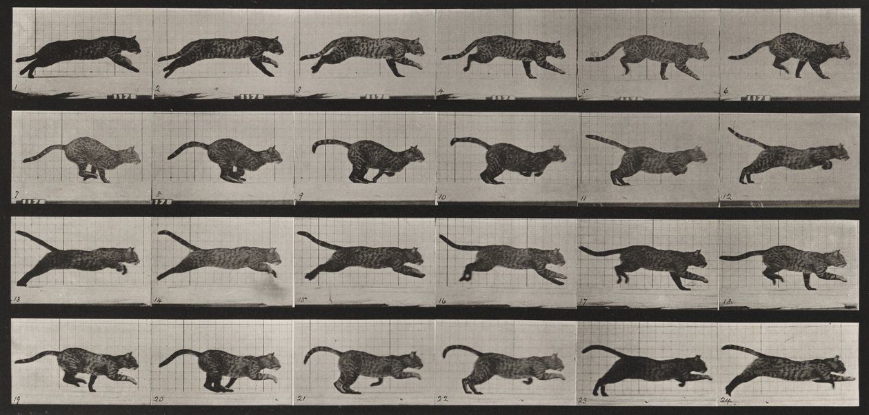 Plaat nummer 720. Kat; galopperend door Eadweard Muybridge