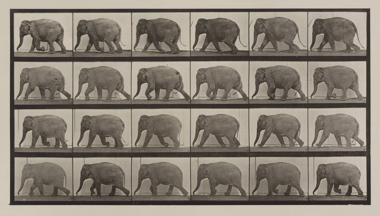 Plaat nummer 733. Olifant loopt door Eadweard Muybridge
