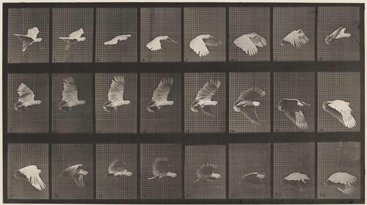 Plaat nummer 758. Vliegende kaketoe,1887 (foto) door Eadweard Muybridge