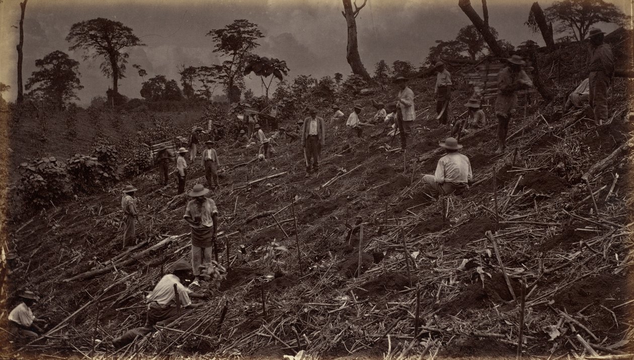 Aanleg van een koffieplantage in Antigua de Guatemala door Eadweard Muybridge