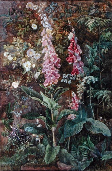 Digitalis Purpura en Rosa Rugosa door Edith Isabel Barrow