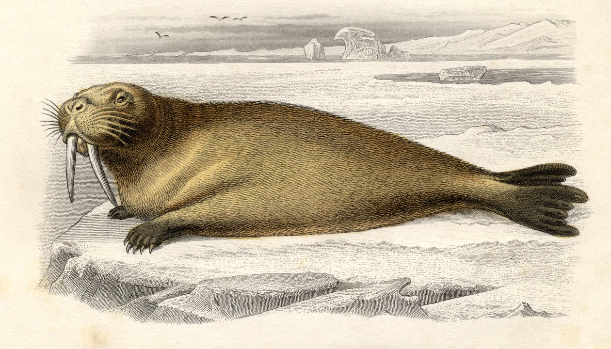 De walrus, gegraveerd door Paquien door Edouard Travies