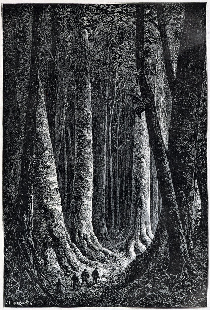 Bos van Frans-Guyana, tekening door Riou, 'Le Tour du Monde', 2e helft ...