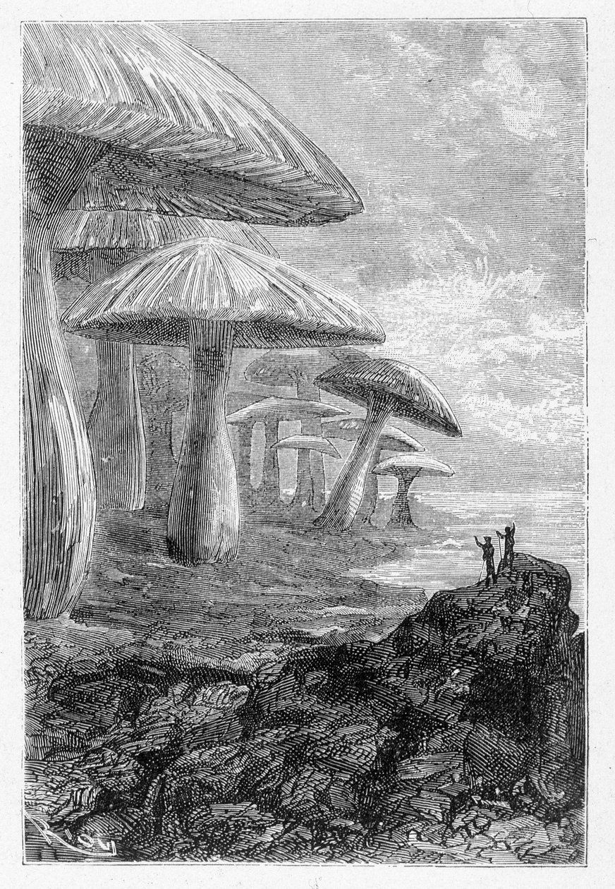 Het is gewoon een bos van paddenstoelen, zegt hij, tekening door Riou in 