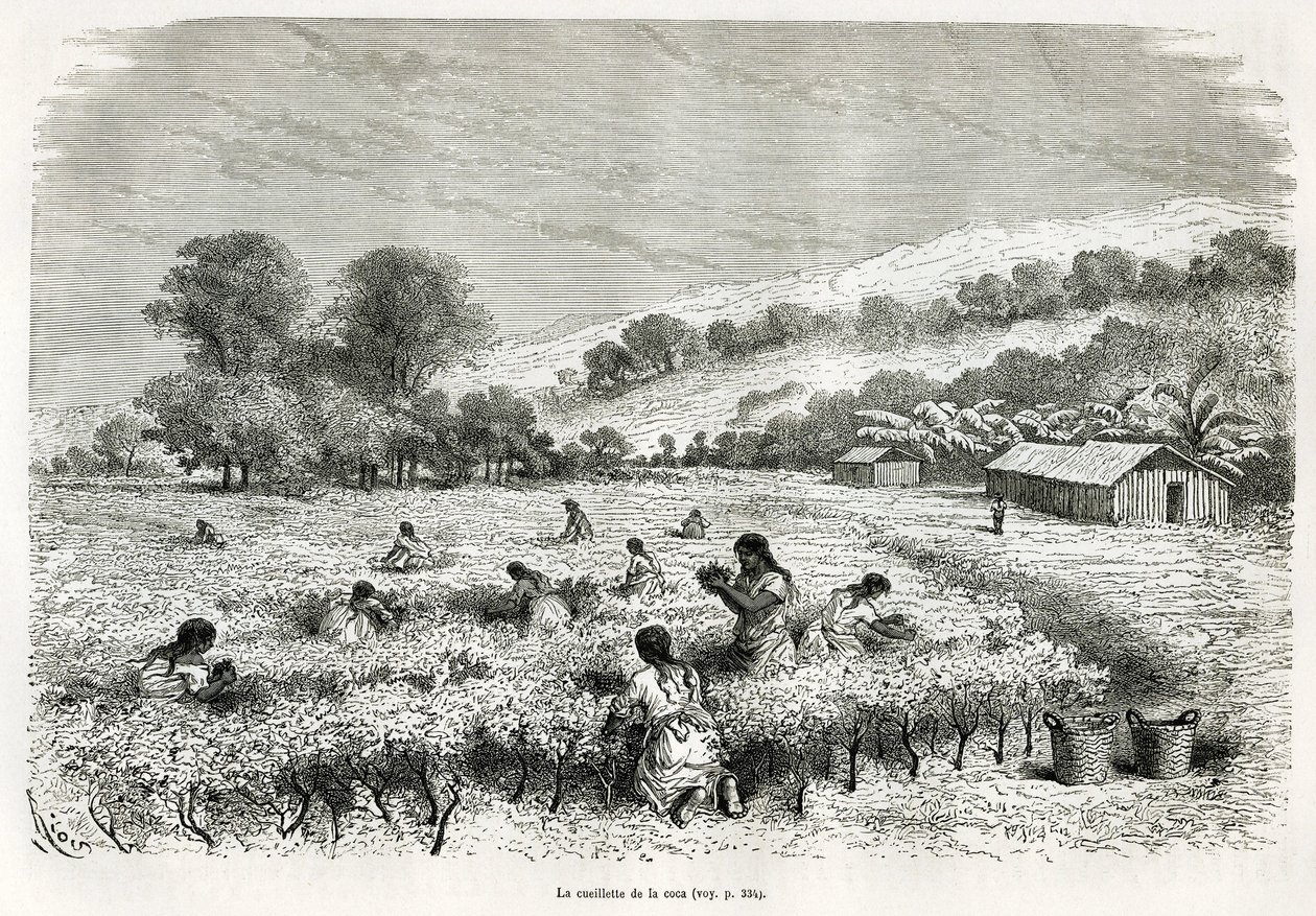 Coca bladeren plukken in de Ituata-vallei, illustratie van de reis in de Titicaca-regio en de valleien van Oost-Laag-Peru, in 1873 door Paul Marcoy. Gravure in Le tour du monde door Edouard Riou