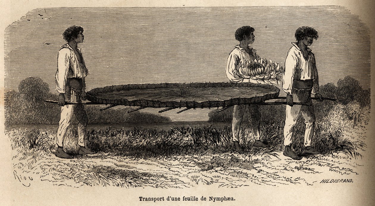Transport van een blad en een bloem van nymphea van het Nuna-meer (Peru), specimen bewaard in het P.Marcoy herbarium. Tekening door Riou, ter illustratie van de reis van de Stille Oceaan naar de Atlantische Oceaan door Edouard Riou