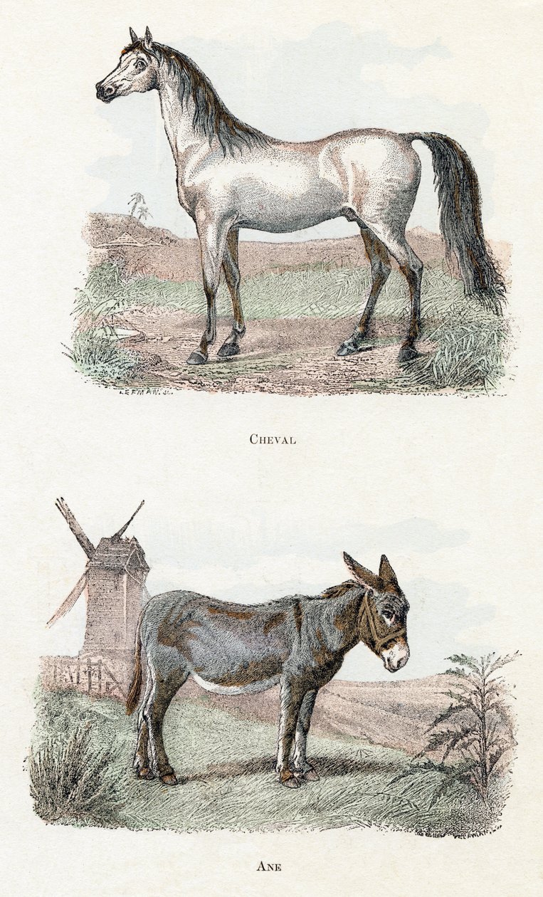 Paard en ezel - 