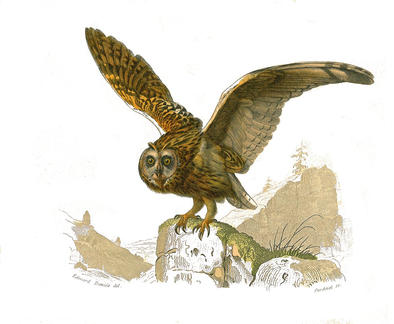 Natuurhistorische plaat: Zoologische plaat die roofvogels overdag voorstelt. De uil. Plaat getekend uit de negen delen over vogels in 